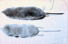 Ryj&oacute;wka koloru beżowego odłowiona w BPN powierzchnia 75, Oddz. 399 oraz dla por&oacute;wnania ryj&oacute;wka aksamitna