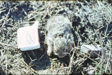 Kilkudniowy zajączek (Lepus europaeus) w r&oacute;żnych ujęciach