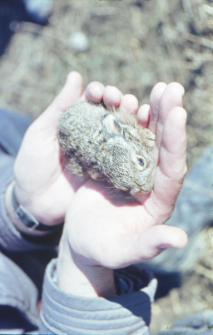 Kilkudniowy zajączek (Lepus europaeus) w r&oacute;żnych ujęciach
