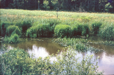 Biotop bobr&oacute;w. Widok z żeremia w stronę rzeki Hwoźnej