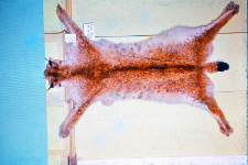 Sk&oacute;ry rysi&oacute;w (Lynx lynx) zrobione na wystawie łowieckiej w Białymstoku