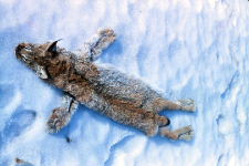 Sk&oacute;ra rysia, Felis lynx. Odstrzelony w Puszczy Białowieskiej przez Niemcunowicza