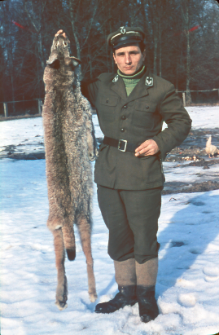 Sk&oacute;ra rysia, Felis lynx. Odstrzelony w Puszczy Białowieskiej przez Niemcunowicza