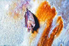 Nocek duży (M. myotis) w śnie zimowym. Widoczne nacieki mineralne kalcytowe i wodorotlenki żelaza