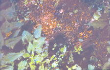 Nora łasicy pod stojącą lipą