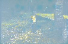 Cięcie bobr&oacute;w na Kanale Augustowskim koło wsi Mikasz&oacute;wka