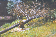 Cięcia bobr&oacute;w, topole przy śluzie Sosn&oacute;wek na Kanale Augustowskim