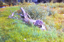 Stare cięcia bobr&oacute;w nad Czarną Hańczą naprzeciw wsi Rygol