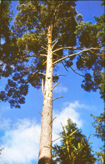 Sosna ze śladami uszkodzeń od pioruna za Bielami