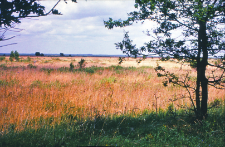 Widok z Wysokiego Grądu w kierunku rzeki Ełk