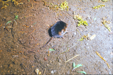 Ryj&oacute;wka aksamitna (Sorex araneus)