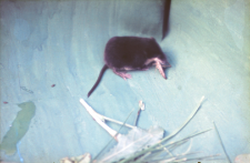 Rzęsorek rzeczek (Neomys fodiens)