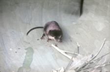 Rzęsorek rzeczek (Neomys fodiens)