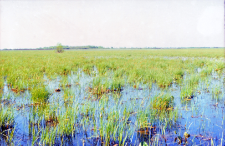 Widok na grąd Orla z rejonu grobli