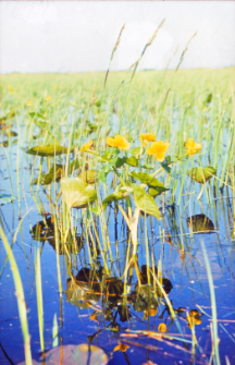 Kaczeńce na zalanej łące między groblą a Bąkalinem
