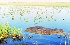 Resztki po stogu - używane przez ptactwo jako miejsce gniazdowe