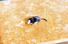 Neomys anomalus z białą plamą na pysku, odłowiony na powierzchni 191 oddz. 397 w Puszczy Białowieskiej