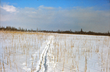 Zarośnięte bagno w drodze do Orlego Grądu