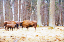 Stado żubr&oacute;w na wolności