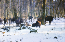 Zachowanie się żubr&oacute;w w stadzie na wolności w oddz. 422