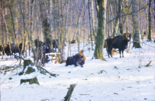 Zachowanie się żubr&oacute;w w stadzie na wolności w oddz. 422