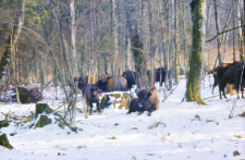 Zachowanie się żubr&oacute;w w stadzie na wolności w oddz. 422