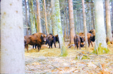 Zachowanie się żubr&oacute;w w stadzie na wolności w oddz. 422