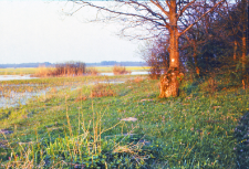 Orla - fragment linii odłownej