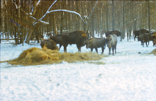 Znakowanie żubr&oacute;w na wolności w oddz. 422
