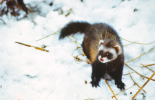 Mustela putorius