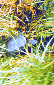 Ż&oacute;łw błotny 0 znaleziony dn. 24.05.1988 na szosie do Hajn&oacute;wki ok. 500 m. za parkingiem zwierzynieckim