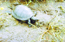 Ż&oacute;łw błotny 0 znaleziony dn. 24.05.1988 na szosie do Hajn&oacute;wki ok. 500 m. za parkingiem zwierzynieckim