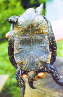 Ż&oacute;łw błotny 0 znaleziony dn. 24.05.1988 na szosie do Hajn&oacute;wki ok. 500 m. za parkingiem zwierzynieckim