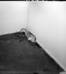 [Tch&oacute;rze w hodowli Maciuś i Dobiesław oraz dwie samiczki(6)]