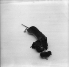 [Zdjęcia gryzoni(7)]