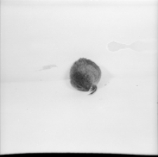 [Microtus oeconomus(3)]