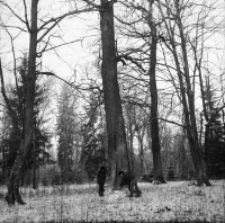 [Dąb z dziuplą oraz nietoperze w piwnicy łowniczej w Pogorzelcach(4)]