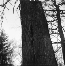 [Dąb z dziuplą oraz nietoperze w piwnicy łowniczej w Pogorzelcach]