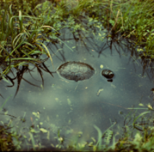 [Ż&oacute;łw błotny znaleziony na szosie do Hajn&oacute;wki 500 m za parkingiem Zwierzyniec]