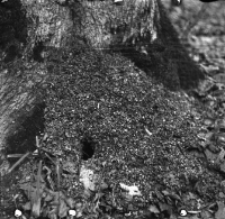 [Czyszczenie gniazd A. flavicollis w BPN (2)]