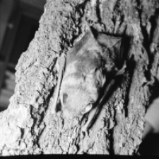 [Myotis daubentonii]