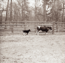 [Cielak Fela z matką Fedalą oraz Fetwą i Felą II]