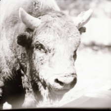 [Żubr Kalif i mieszańce (4)]