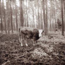[Fotografie żubroni w Jeziorach Wielkich PGR Łęczno]
