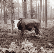 [Fotografie żubroni w Jeziorach Wielkich PGR Łęczno]