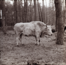 [Fotografie żubroni w Jeziorach Wielkich PGR Łęczno]