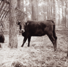 [Fotografie żubroni w Jeziorach Wielkich PGR Łęczno]