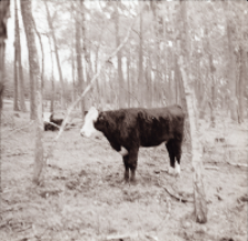[Fotografie żubroni w Jeziorach Wielkich PGR Łęczno]