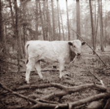 [Fotografie żubroni w Jeziorach Wielkich PGR Łęczno]