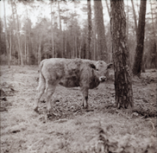[Fotografie żubroni w Jeziorach Wielkich PGR Łęczno]